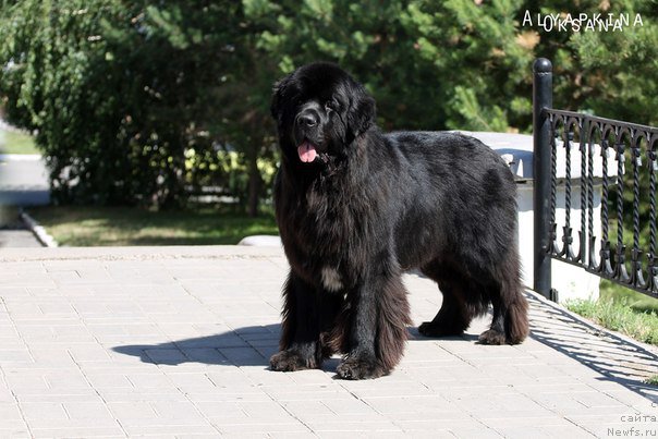 Фото: ньюфаундленд Kiper Soul Layon Hyeert (Кипер Соул Лайон Хэерт)