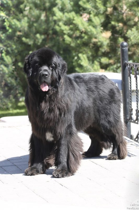 Фото: ньюфаундленд Kiper Soul Layon Hyeert (Кипер Соул Лайон Хэерт)