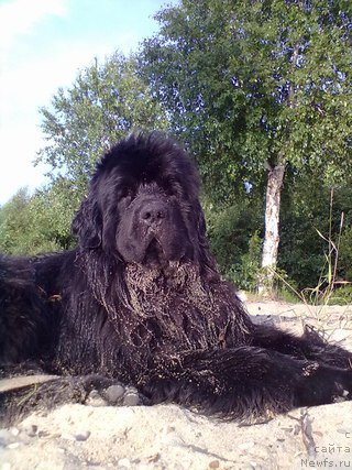 Фото: ньюфаундленд Akvatoriya Kelvin Ural'skiy Favorit (Акватория Келвин Уральский Фаворит)