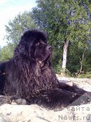 Фото: ньюфаундленд Akvatoriya Kelvin Ural'skiy Favorit (Акватория Келвин Уральский Фаворит)