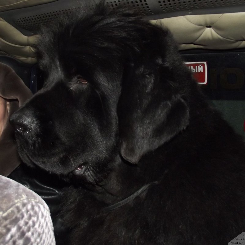 Фото: ньюфаундленд Akvatoriya Kelvin Ural'skiy Favorit (Акватория Келвин Уральский Фаворит)