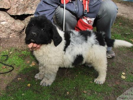 Фото: ньюфаундленд Plyushevaya Panda Ditter (Плюшевая Панда Диттер)