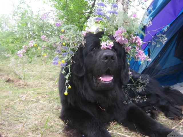 Фото: ньюфаундленд Arman'yak Dushi Moey (Арманьяк Души Моей)