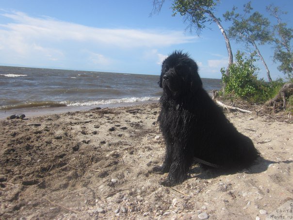 Фото: ньюфаундленд Akvatoriya Kelvin Ural'skiy Favorit (Акватория Келвин Уральский Фаворит)