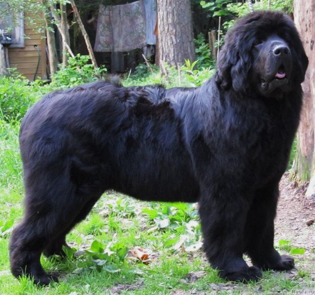 Фото: ньюфаундленд Smigar Severnaya Verona (Смигар Северная Верона)