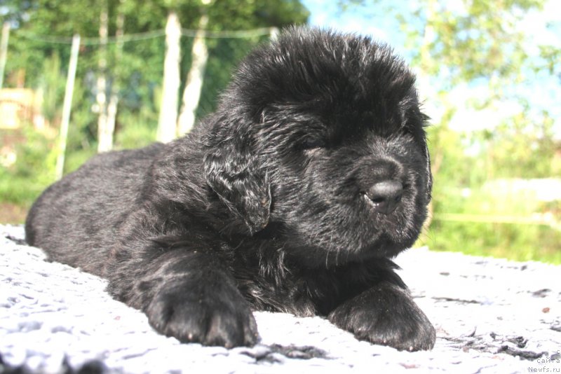 Фото: ньюфаундленд Chernaya Mafia Short and Sweet (Черная Мафия Шорт анд Свеет)