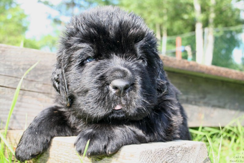 Фото: ньюфаундленд Chernaya Mafia Short and Sweet (Черная Мафия Шорт анд Свеет)