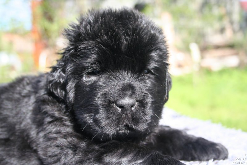 Фото: ньюфаундленд Chernaya Mafia Shrodinger Theory (Черная Мафия Шродингер Тхеору)