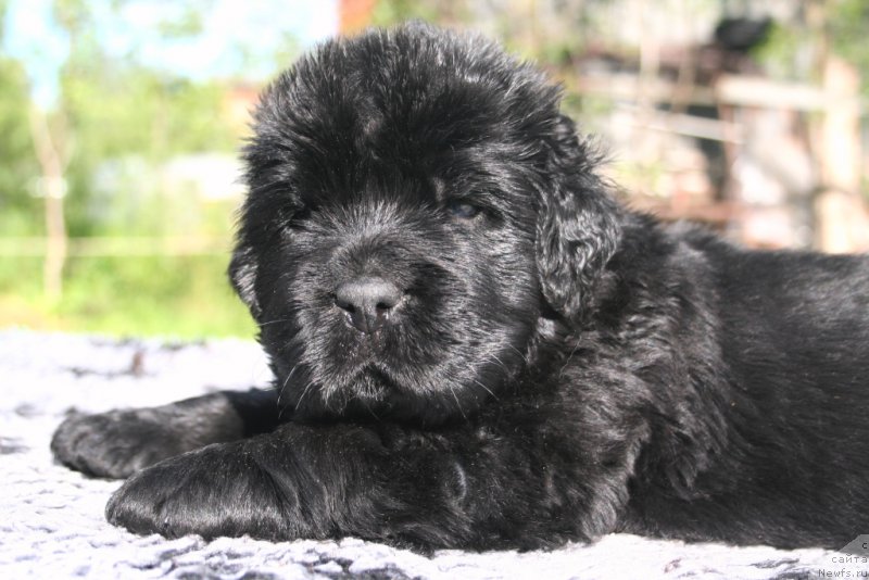 Фото: ньюфаундленд Chernaya Mafia Shrodinger Theory (Черная Мафия Шродингер Тхеору)