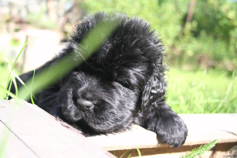 Фото: ньюфаундленд Chernaya Mafia Shrodinger Theory (Черная Мафия Шродингер Тхеору)