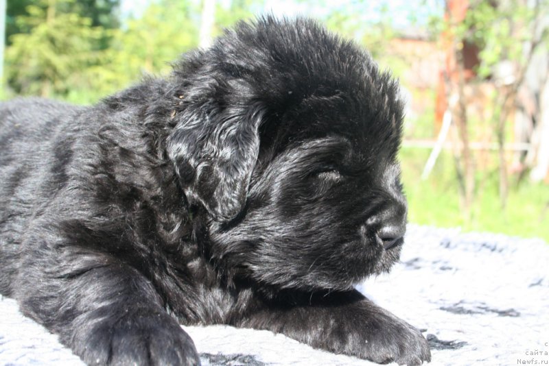 Фотография № 156914