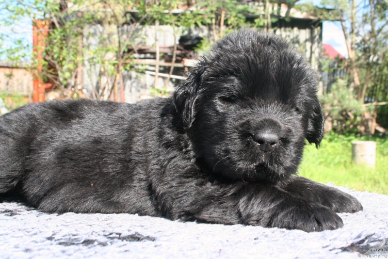 Фотография № 156915