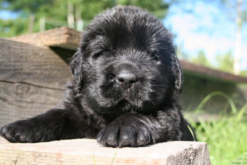 Фотография № 156916