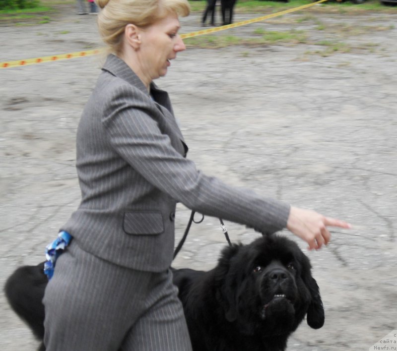 Фото: ньюфаундленд Beguschaya po Volnam Carica Savskaya (Бегущая по Волнам Царица Савская), Elena Istomina (Елена Истомина)