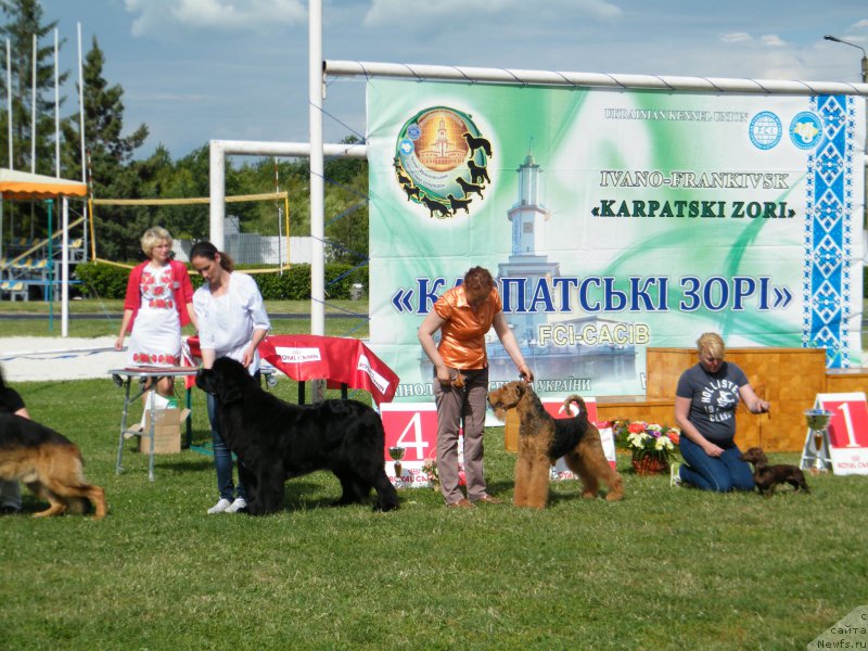 Фото: ньюфаундленд Аlpha Tauri Dinastiya Soverchenstva (Альфа Таури Династия Совершенства)