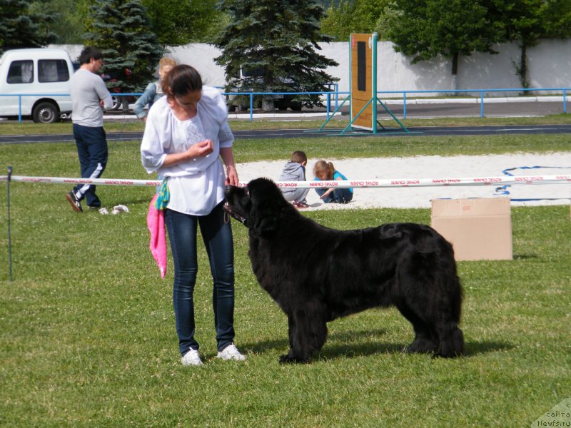 Фото: ньюфаундленд Аlpha Tauri Dinastiya Soverchenstva (Альфа Таури Династия Совершенства)