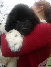 Фотография № 15696