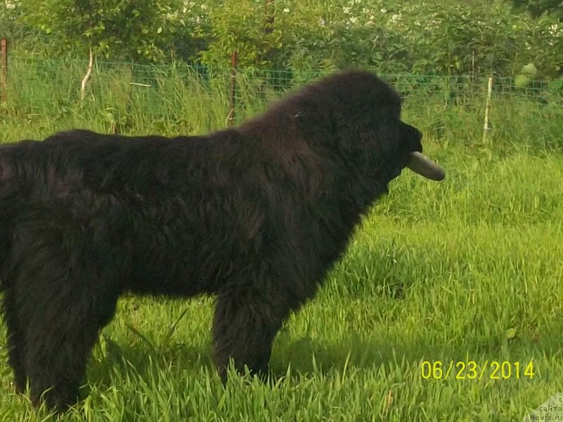 Фото: ньюфаундленд Viski Red Label Veps (Виски Ред Лейбл Вепс)