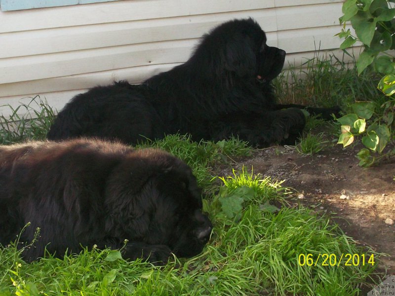 Фото: ньюфаундленд Vito Kacho Ferl (Вито Качо Ферл), ньюфаундленд Super Premium Liniel Daylirring (Супер Премиум Линиэль Дайлиррин)