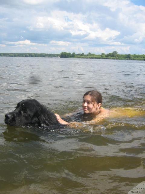 Фото: ньюфаундленд Arman'yak Dushi Moey (Арманьяк Души Моей)