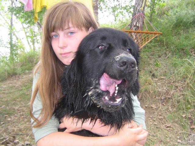 Фото: ньюфаундленд Arman'yak Dushi Moey (Арманьяк Души Моей), Дия