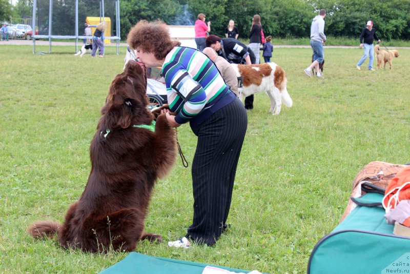 Фото: ньюфаундленд Charmer Denkam Bronze (Чармер Денкам Бронз)