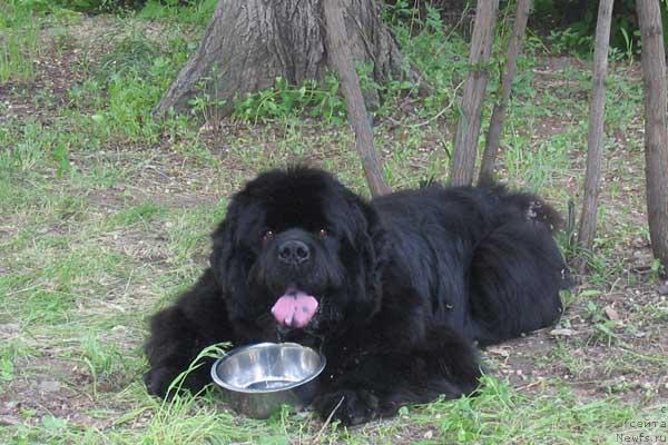 Фото: ньюфаундленд Dodger ot Sibirskogo Medvedja (Доджер от Сибирского Медведя)