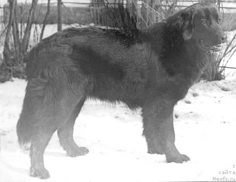 Фото: ньюфаундленд YEzi Amkri (Эзи Амкри)