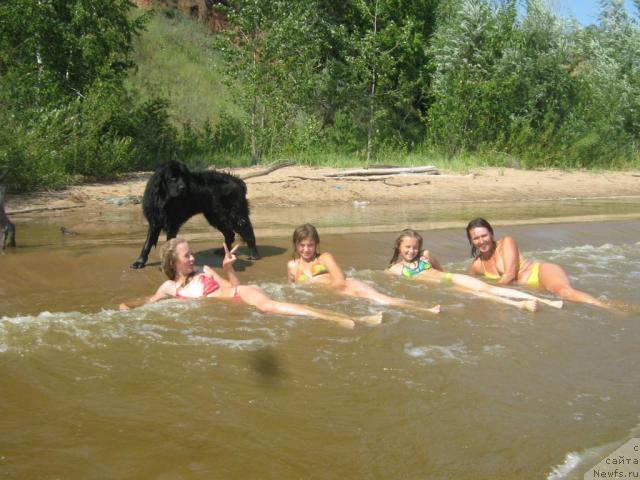 Фото: ньюфаундленд Arman'yak Dushi Moey (Арманьяк Души Моей)