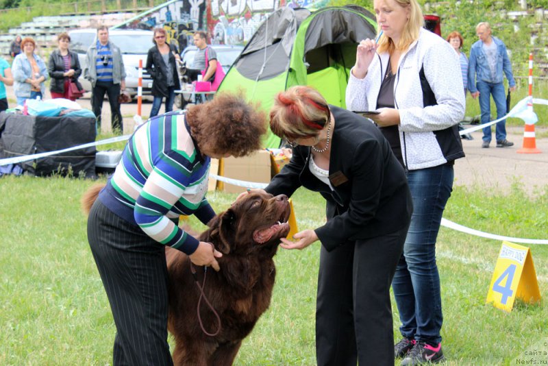 Фото: ньюфаундленд Charmer Denkam Bronze (Чармер Денкам Бронз)
