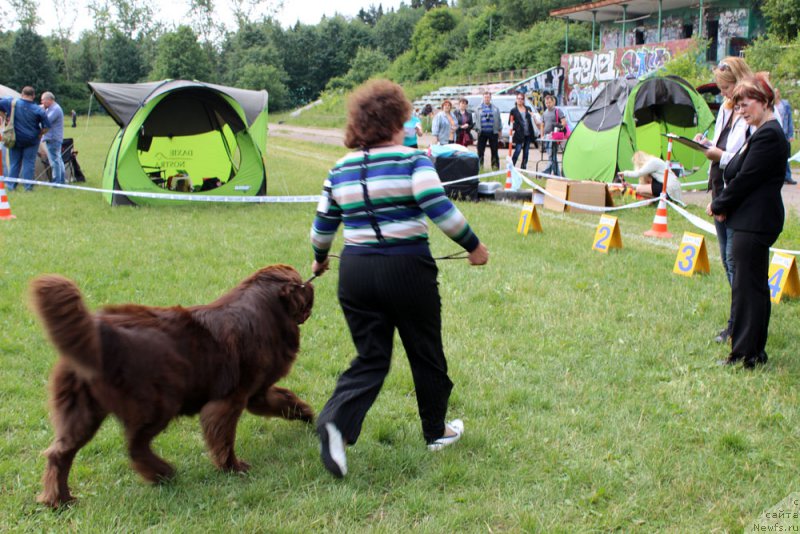 Фото: ньюфаундленд Charmer Denkam Bronze (Чармер Денкам Бронз)