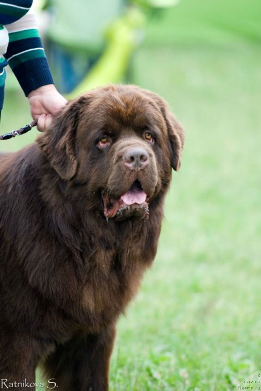 Фото: ньюфаундленд Charmer Denkam Bronze (Чармер Денкам Бронз)