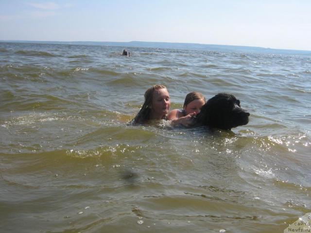 Фото: ньюфаундленд Arman'yak Dushi Moey (Арманьяк Души Моей)