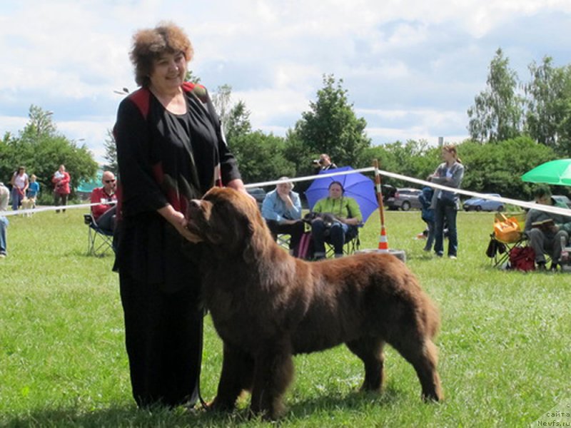 Фото: ньюфаундленд Charli The Best Helfi Pel (Чарли Де Бест Хелфи Пэл)