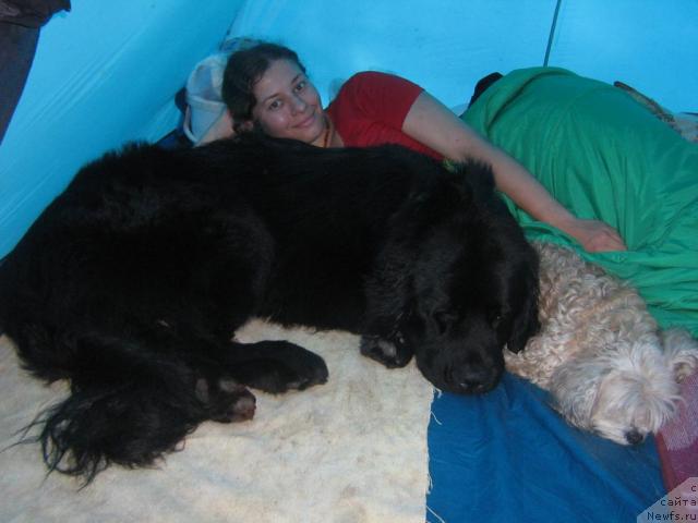 Фото: ньюфаундленд Arman'yak Dushi Moey (Арманьяк Души Моей)