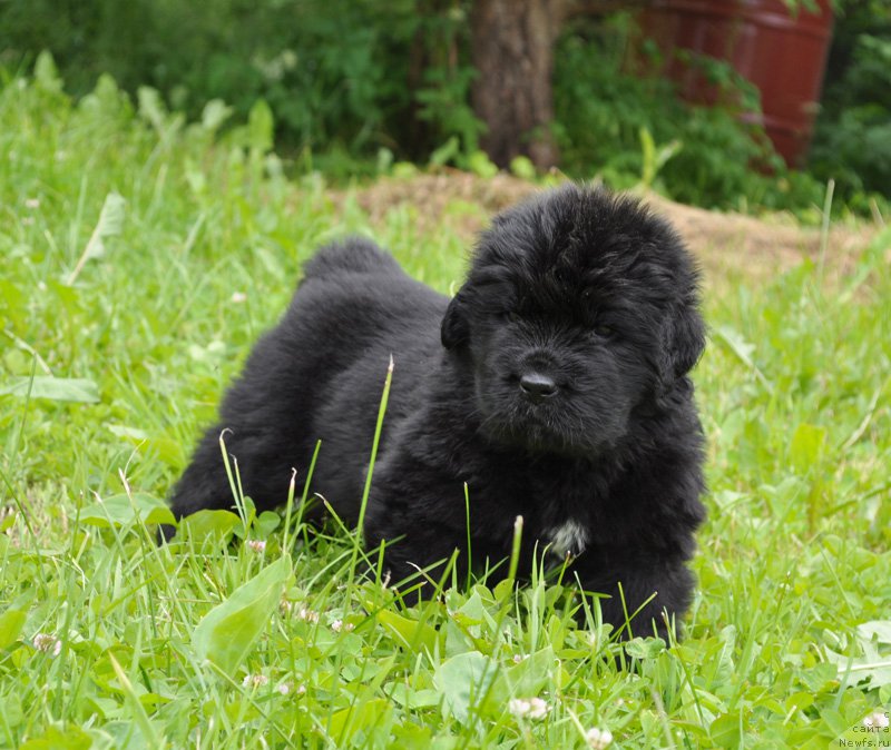 Фотография № 157050