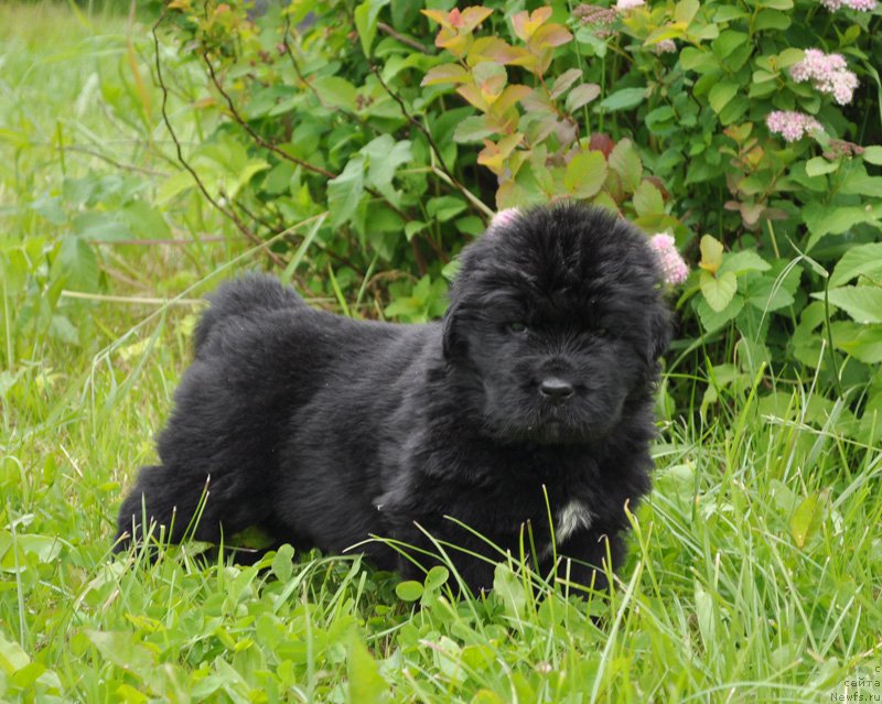 Фотография № 157051