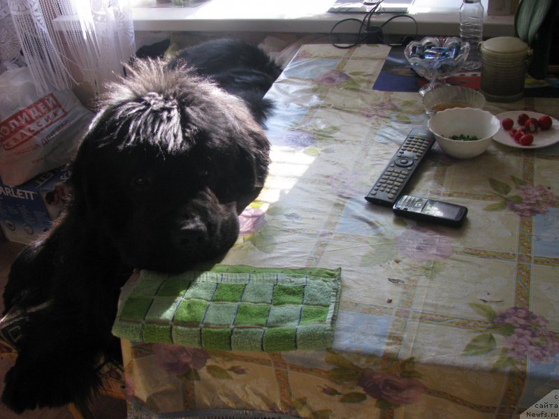 Фото: ньюфаундленд Bears Cove Lucky Break