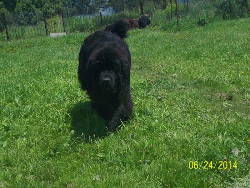 Фото: ньюфаундленд Super Premium Nemessis (Супер Премиум Немессис)