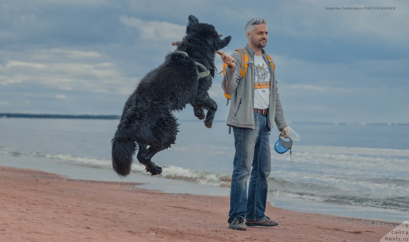 Фото: ньюфаундленд Smigar Liverpulsiy Chetvertak (Смигар Ливерпульский Четвертак)