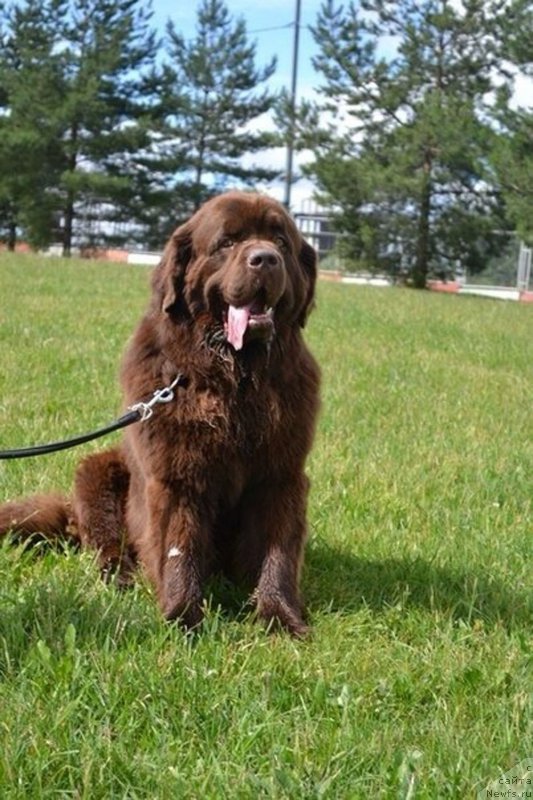 Фото: ньюфаундленд Charli The Best Helfi Pel (Чарли Де Бест Хелфи Пэл)