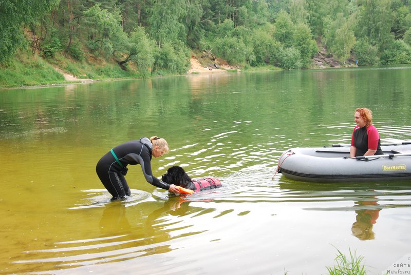 Фото: ньюфаундленд As True for Beguschaya po Volnam Dinastiya Soverchenstva (Аз Труэ Бегущая по Волнам Династия Совершенства), Galina Kostyuhova (Галина Костюхова)