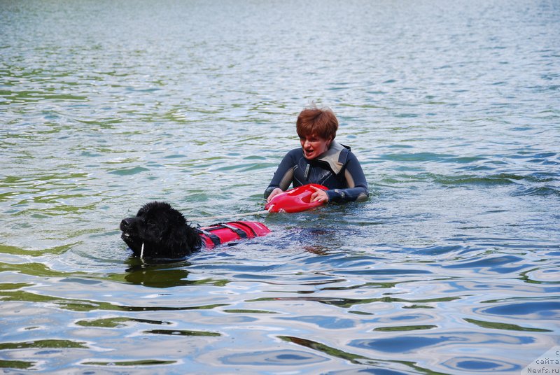 Фото: ньюфаундленд As True for Beguschaya po Volnam Dinastiya Soverchenstva (Аз Труэ Бегущая по Волнам Династия Совершенства), Irina Dolotova (Ирина Долотова)