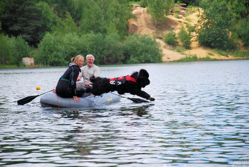 Фото: ньюфаундленд As True for Beguschaya po Volnam Dinastiya Soverchenstva (Аз Труэ Бегущая по Волнам Династия Совершенства), Galina Kostyuhova (Галина Костюхова)