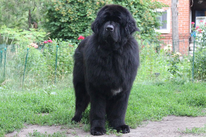 Фото: ньюфаундленд Elisey Pokoritel' Serdec (Елисей Покоритель Сердец)