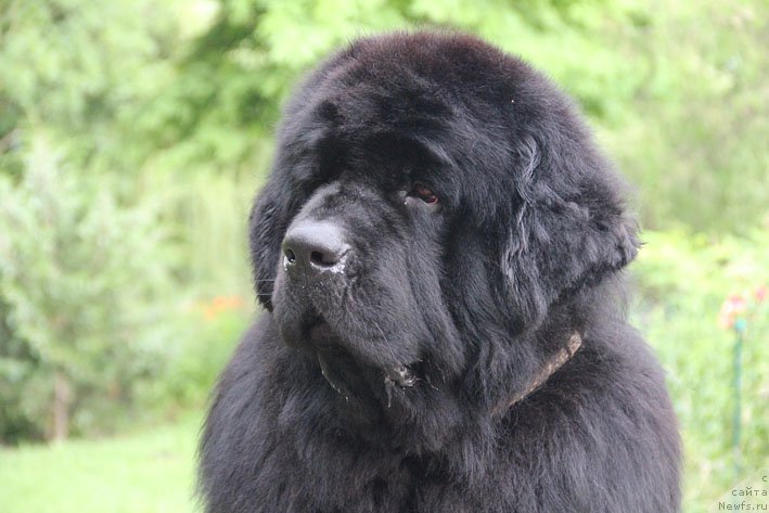 Фото: ньюфаундленд Elisey Pokoritel' Serdec (Елисей Покоритель Сердец)