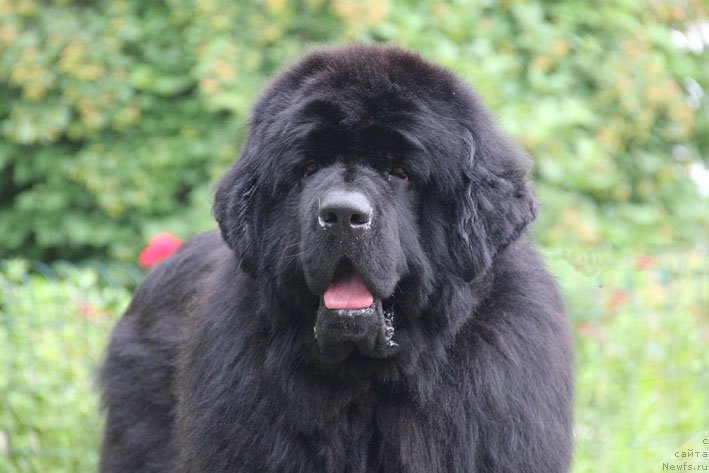Фото: ньюфаундленд Elisey Pokoritel' Serdec (Елисей Покоритель Сердец)