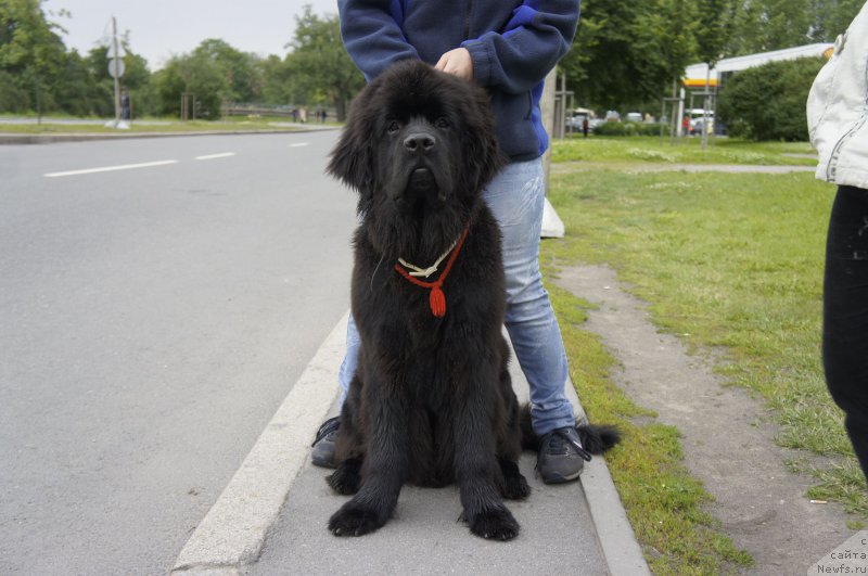 Фото: ньюфаундленд Smigar Uymari Urho (Смигар Уймари Урхо)