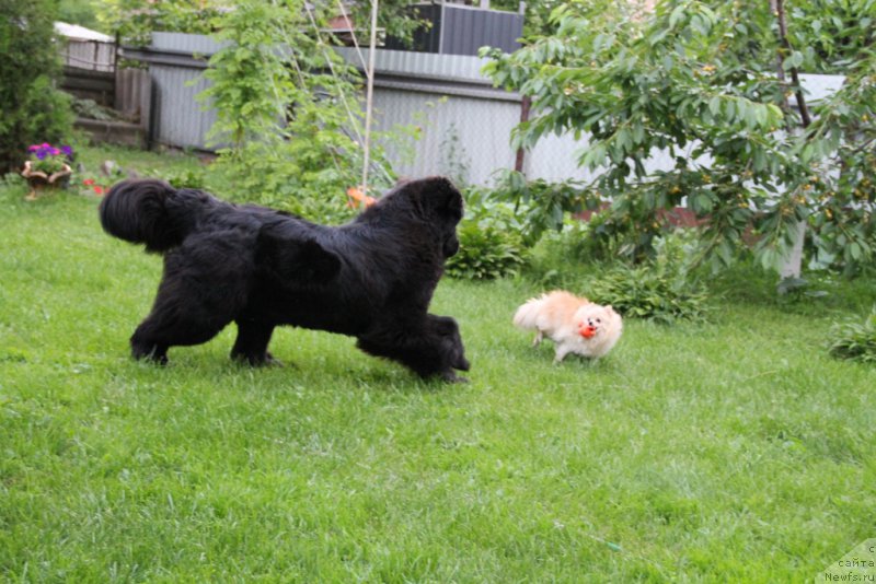 Фото: ньюфаундленд Allegro Con Brio Dinastiya Soverchenstva (Аллегро Кон Брио Династия Совершенства)