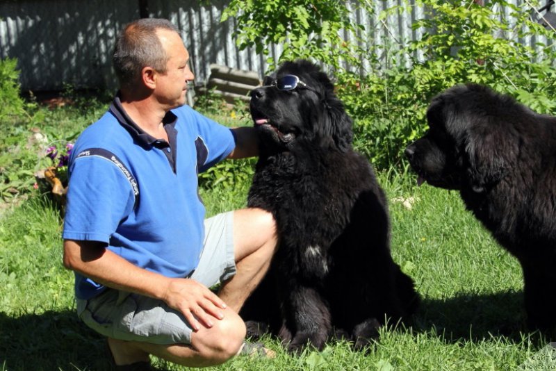 Фото: ньюфаундленд Beguschaya po Volnam Hasta la Vista (Бегущая по Волнам Хаста ла Виста), ньюфаундленд Allegro Con Brio Dinastiya Soverchenstva (Аллегро Кон Брио Династия Совершенства)